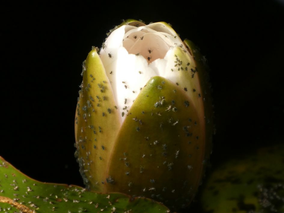 Insectenplaag, maar welke?